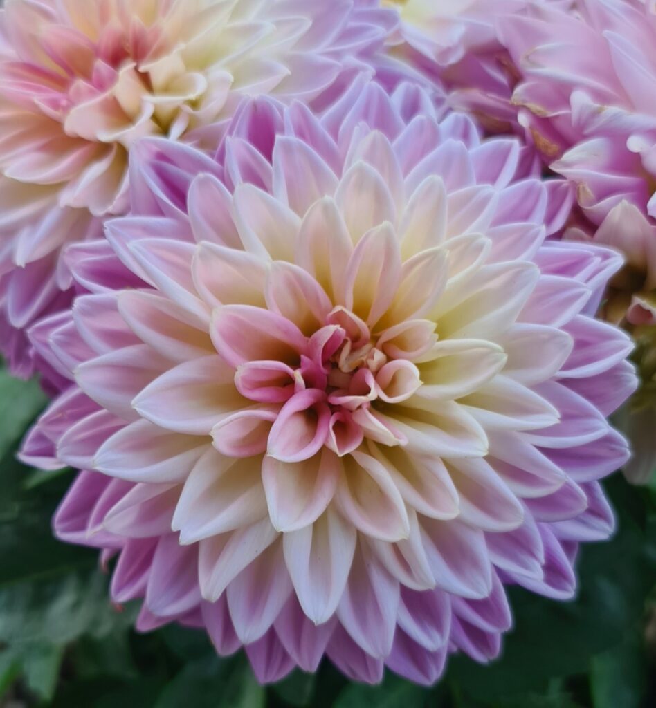 Dahlias 2023: The Season That Was