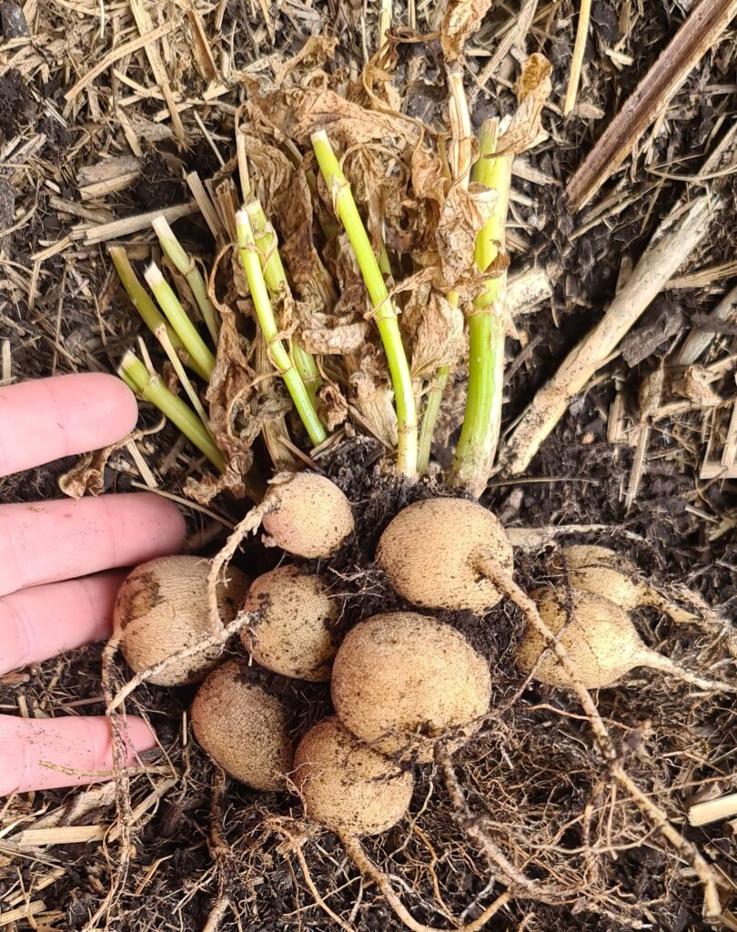 Tuber Digging!