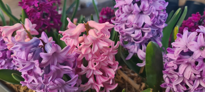 Hyacinth Blooms