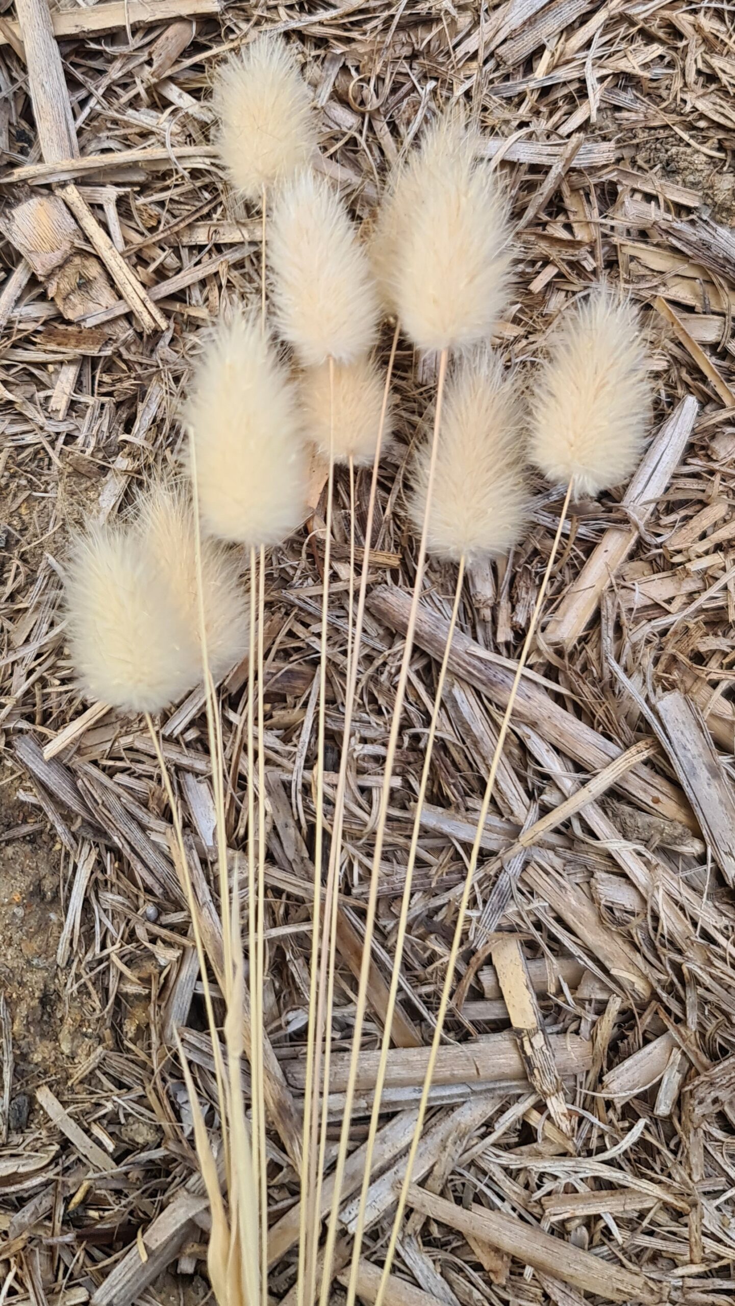 Bunnytail Grass