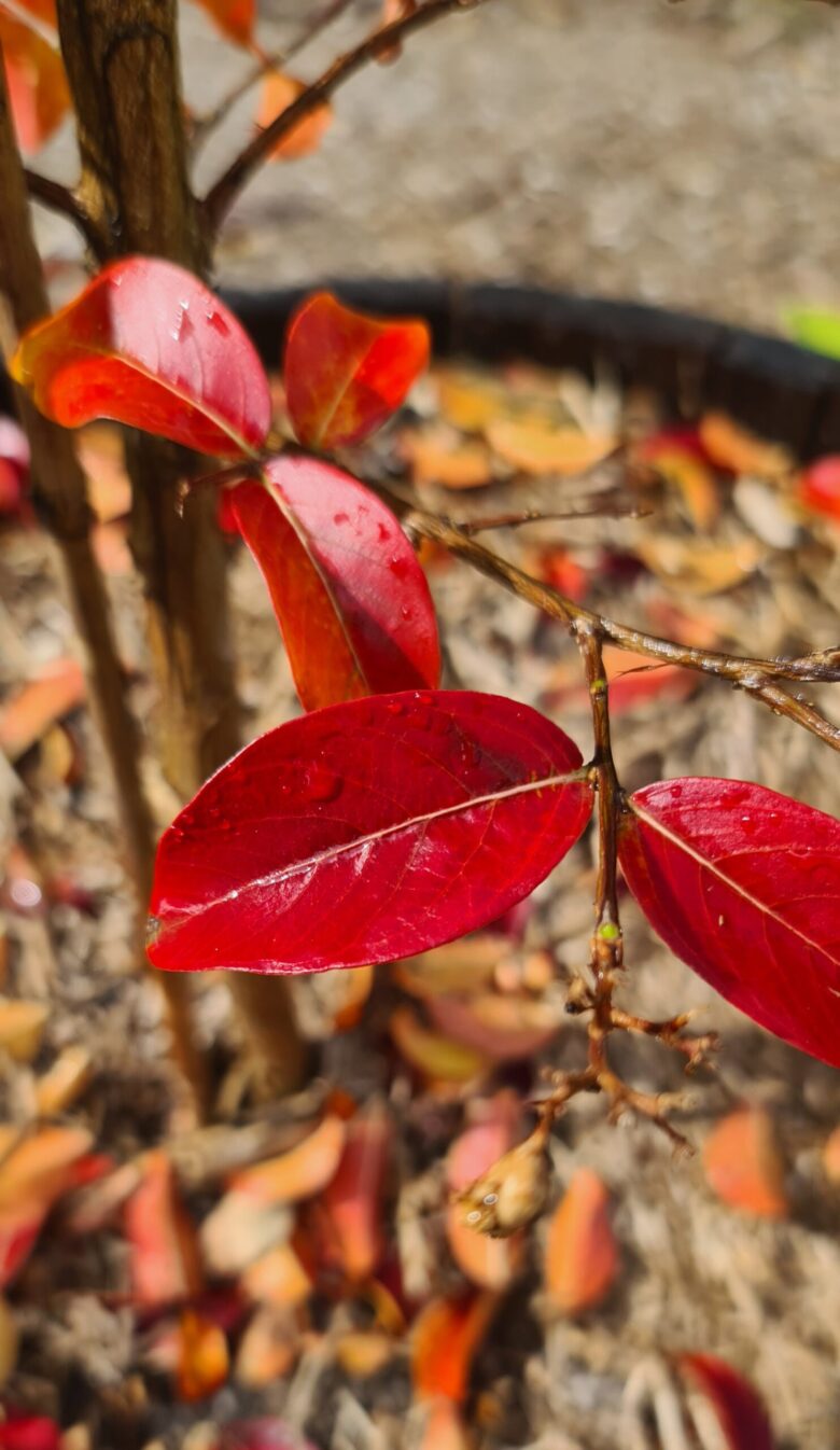 Vibrant Winter Colour….