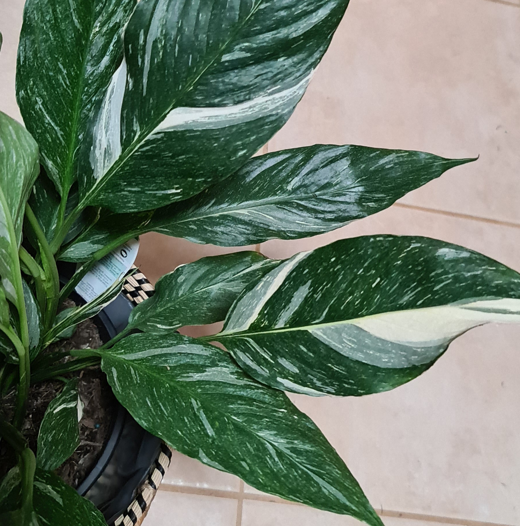 Variegated Peace Lily….