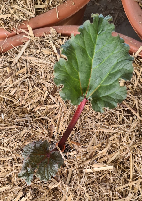 Rhubarb Crowns….4wk update