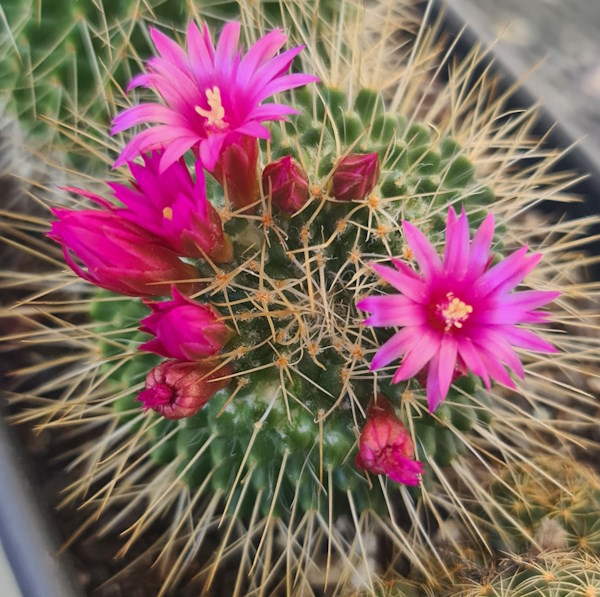 Springtime Cacti Flowers