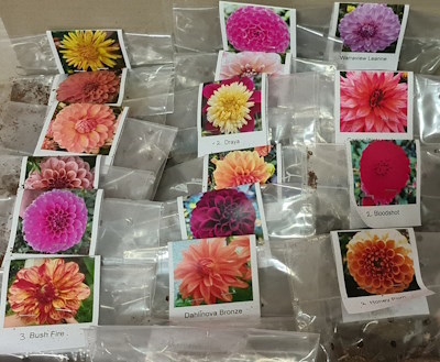 New Dahlia Tubers…..