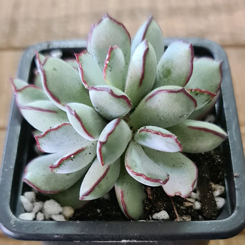 Cotyledon Choco Line