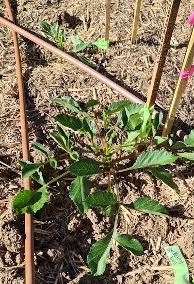 Dahlias: Spring Growth…..(be patient!)