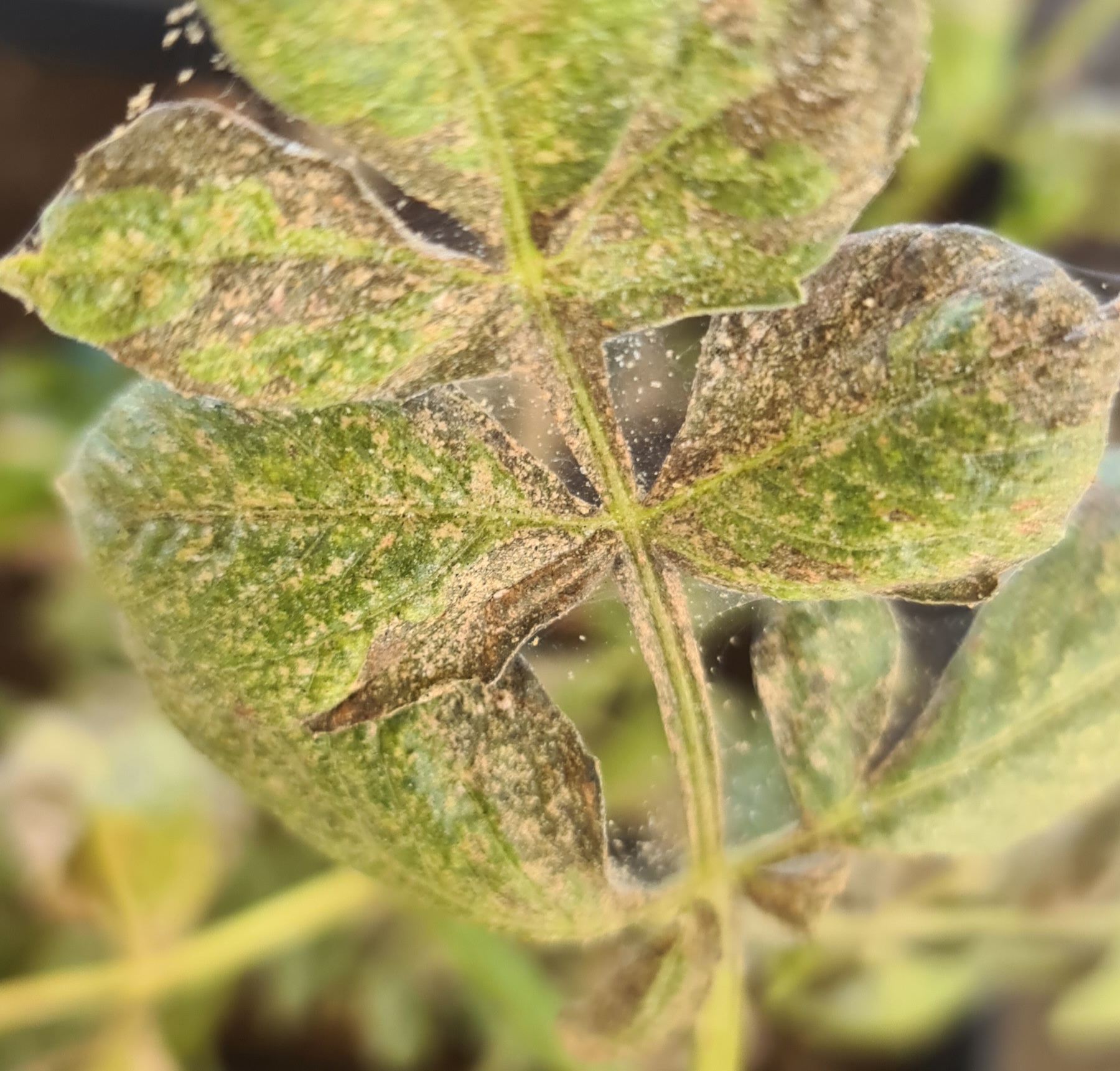 Spider Mite Infestation in Dahlias