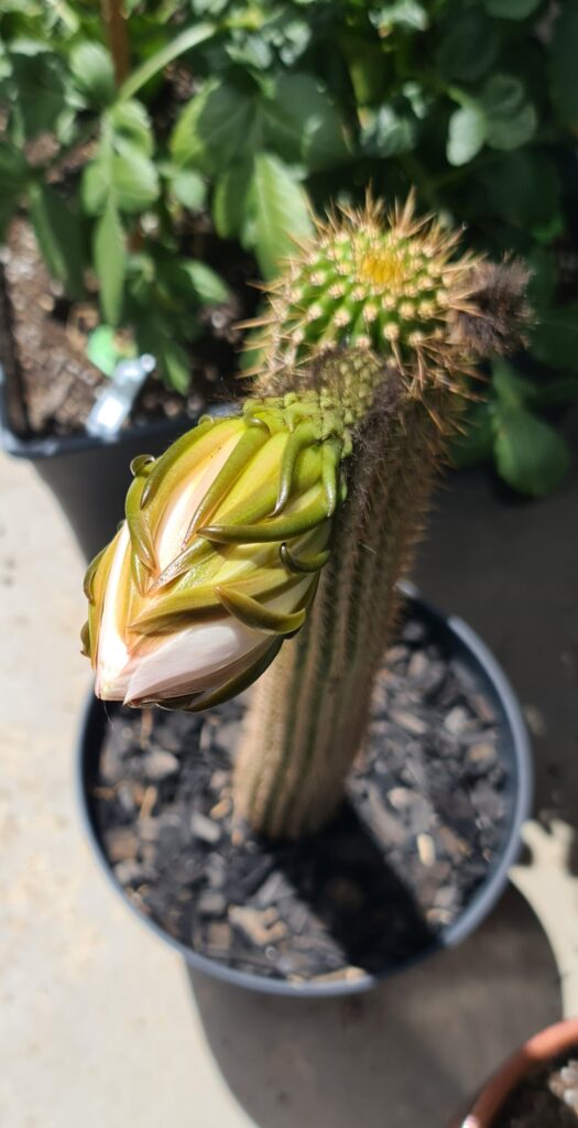 GIANT Cactus Bloom……