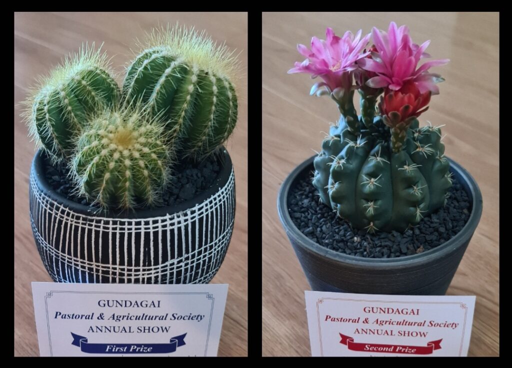 Prize Winnings Succulents 2024……