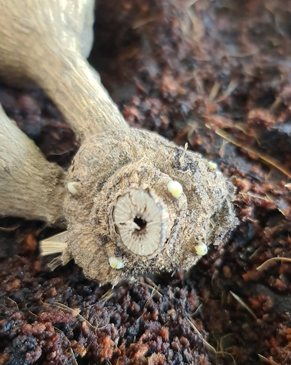 Dahlia Tubers: ‘Eyes’