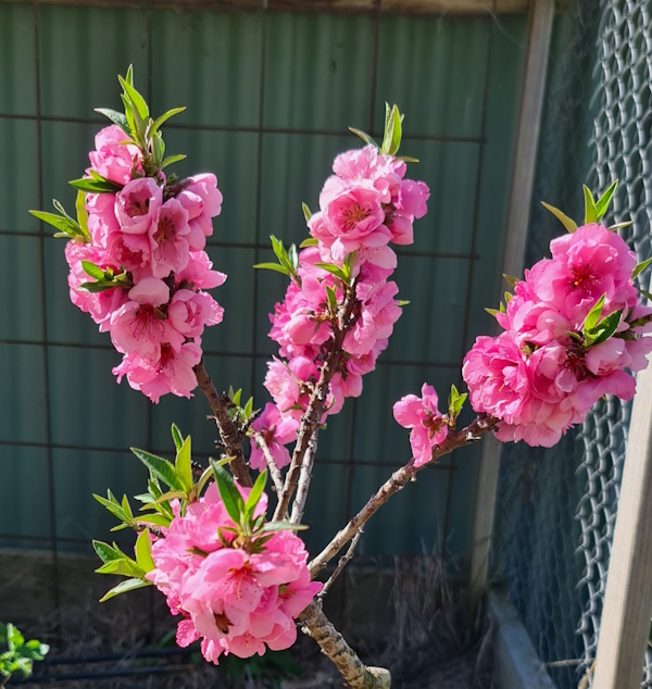 Flowering Nectarine Tree