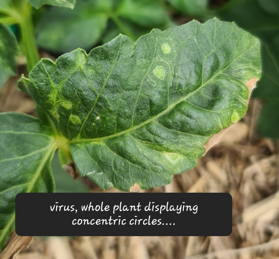 Dahlias: Virus vs Pest Damage