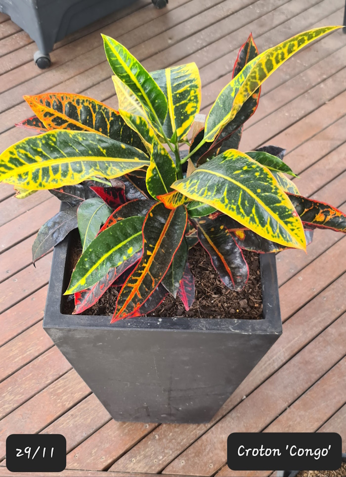 Gorgeous Croton ‘Congo’….