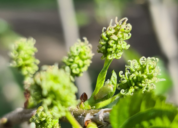 Delicious Mulberries…..