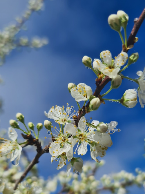 Flowering Plums