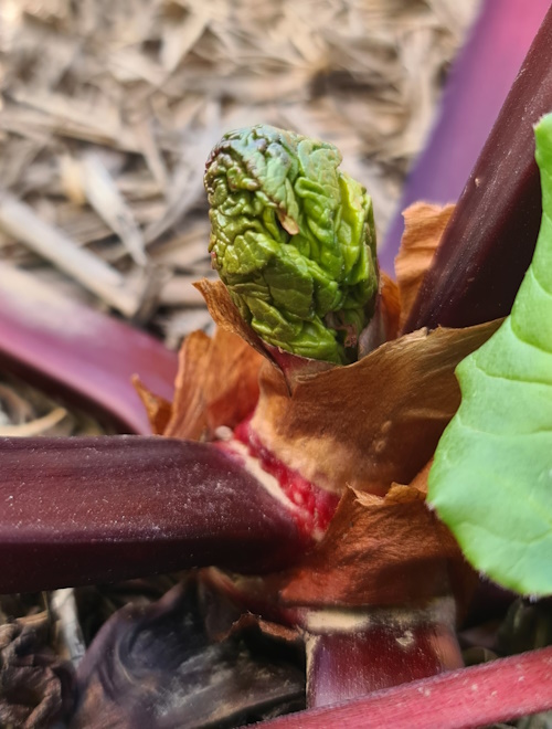 Alien Rhubarb?