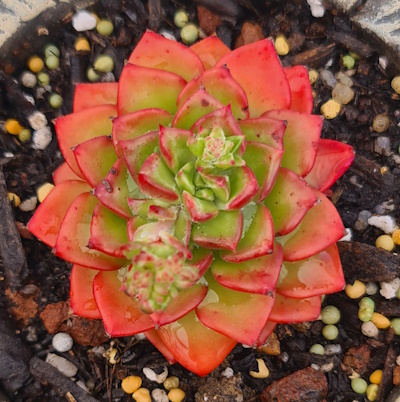 Spring Succulents…PINK edition!