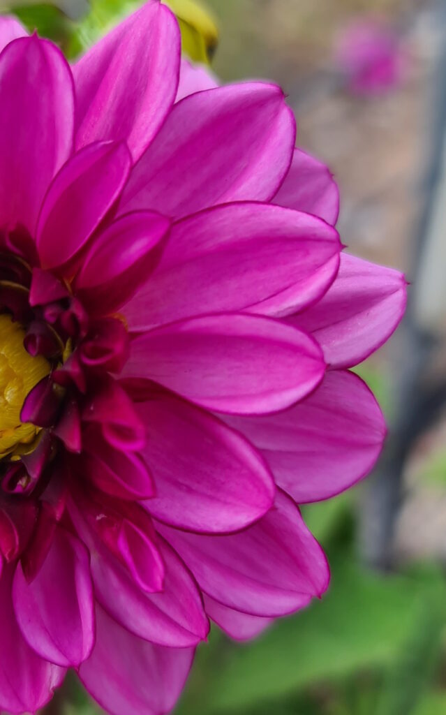 Dahlia Seedling ‘Picoteee’