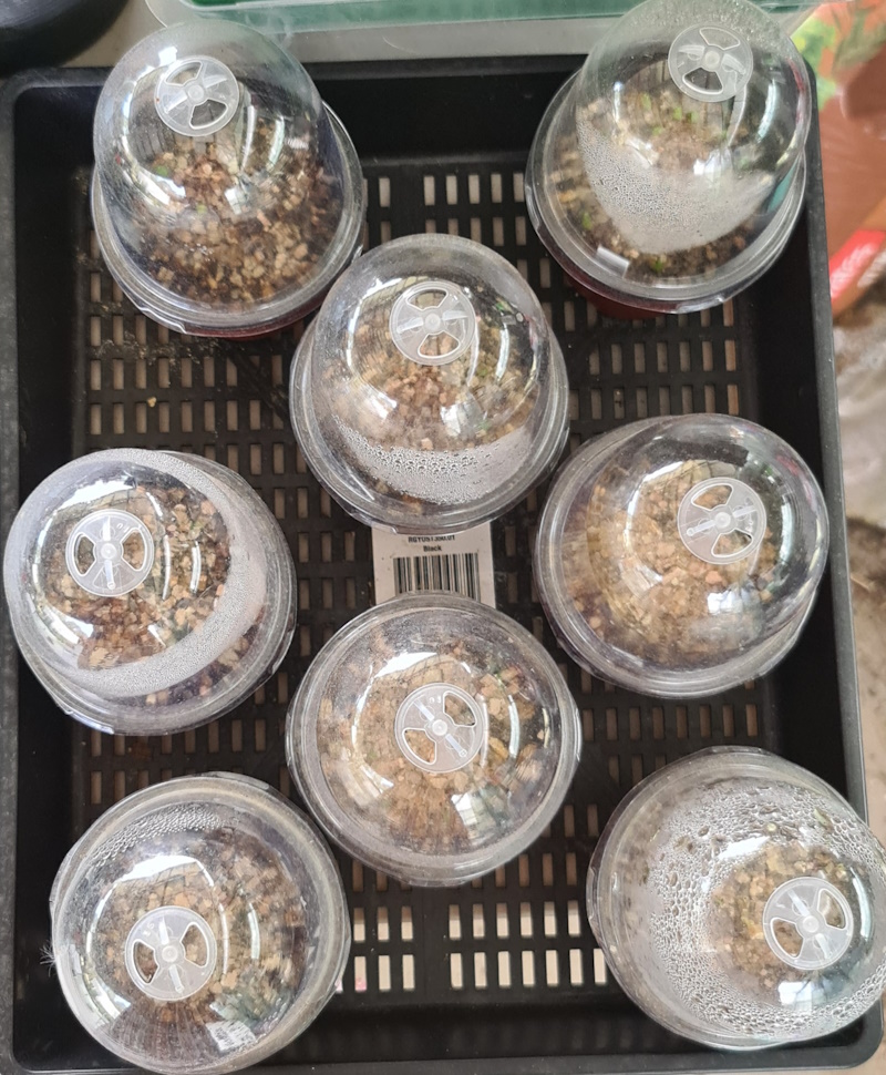 Propagating Cactus & Succulents