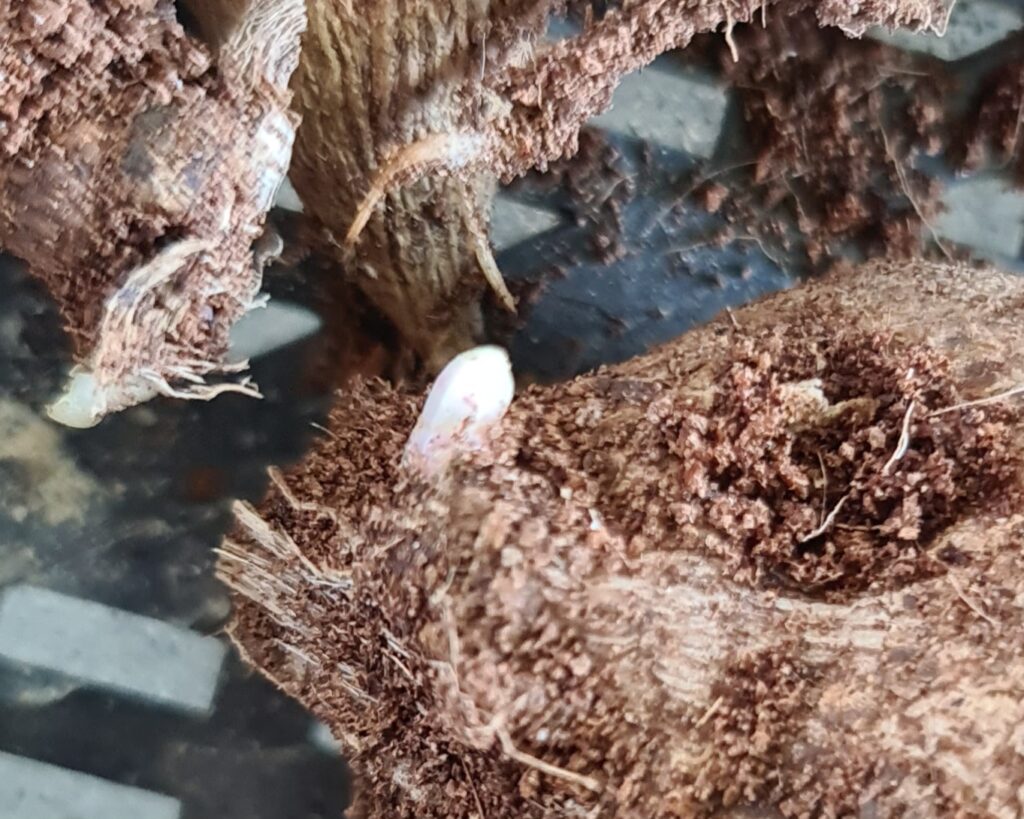 Quick Guide: Dahlia Planting, Watering & Fertilising