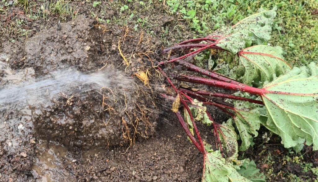 Clay-bound Rhubarb Re-potting