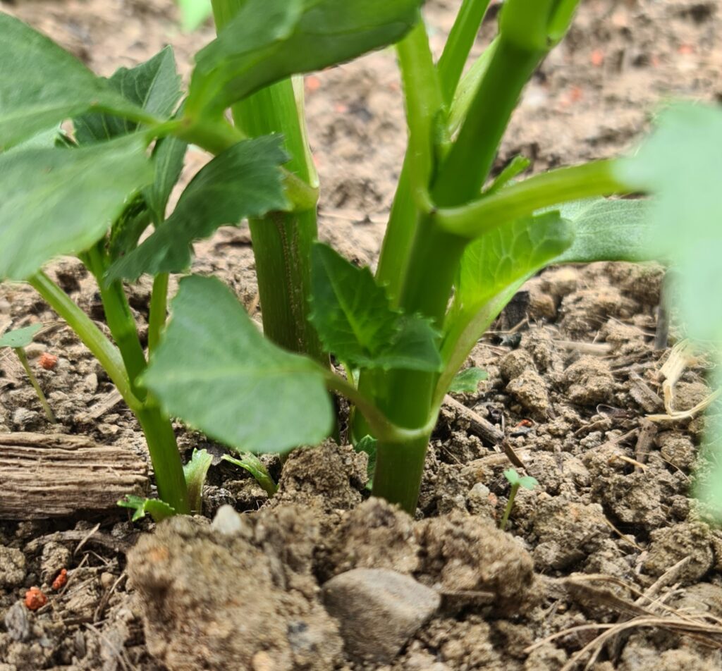 Multiple shoots from Dahlia tubers…..